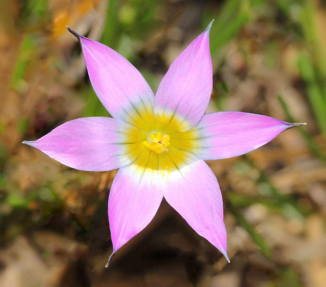 Pink Romulea A herbaceous perennial native to areas of South Africa. <br />
<br />
After deliberate introduction and cultivation as an ornamental plant, three varieties of R. rosea are now here in Australia and considered environmental weeds....R. rosea australis, R. rosea communis and R. rosea reflexa.<br />
<br />
Grows each year from a rounded underground bulb. Plants have long and very slender grass like leaves. Flowers are pale to bright pink with yellow centres, 30 mm diameter and are borne singly on stems up to12 cm in height.  Asparagales,Australia,Flora,Geotagged,Guildford Grass,Iridaceae,Macro,Onion Grass,Romulea rosea,Rosy Sand Crocus,Spring,botany,new south wales,pink flower,plant