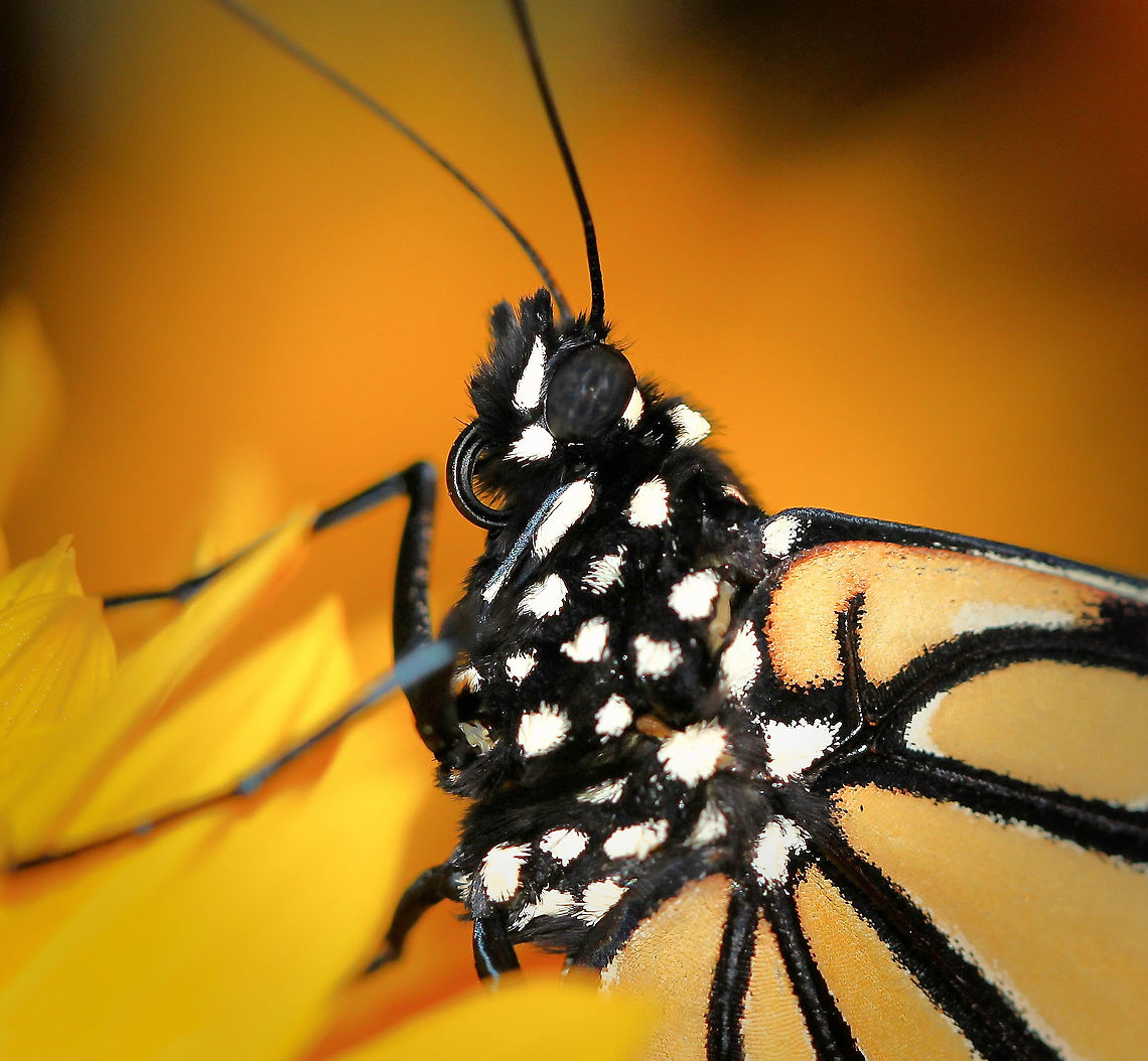 Portrait of a Monarch Lovely warm and dynamic colours in this portrait of a Monarch butterfly - also commonly known here in Australia as Wanderers. I think she looks most regal! <br />
<br />
The feeding proboscis can be seen in its non-feeding, coiled position here. <br />
<br />
Monarchs were introduced into Australia in the 1870s. Once its host plant, the milkweed arrived as well, the butterflies began to flourish.<br />
<br />
Wingspan 7 cm. <br />
<br />
 Australia,Butterfly,Danaus plexippus,Geotagged,Lepidoptera,Macro,Monarch butterfly,Nymphalidae,Summer,arthropod,fauna,insect,invertebrate,new south wales