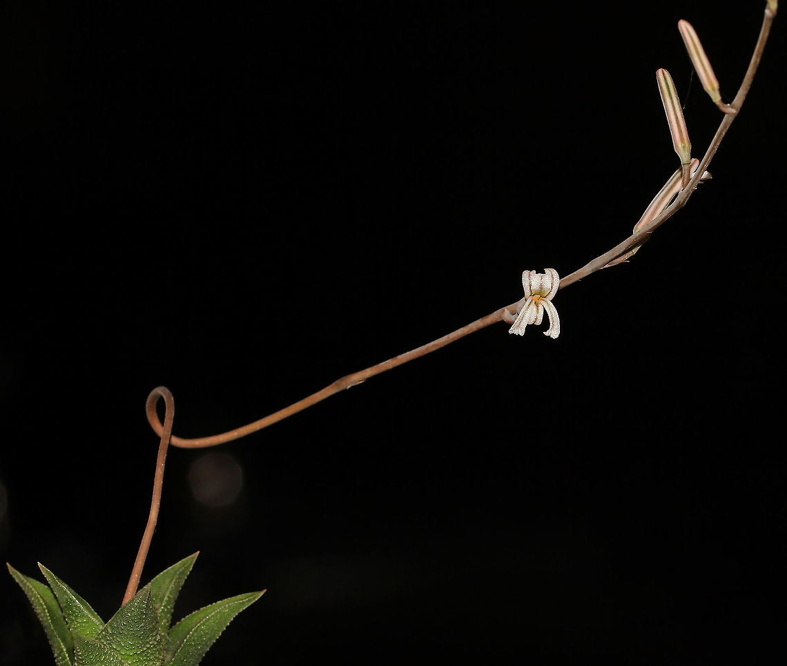 Haworthia succulent and flower Plants within this genus are endemic to South Africa. Haworthias are relatively small, and most consist of low-growing rosettes of succulent leaves. There are numerous striking appearances and unusual forms within this genus.<br />
<br />
Flowers are distinctive in appearance, appearing along very thin stalks and are extremely small. Unopened buds can be seen here, further up the stalk.<br />
 Asparagales,Asphodelaceae,Australia,Geotagged,Haworthia,Macro,Spring,Succulent,botany,plant,white flower