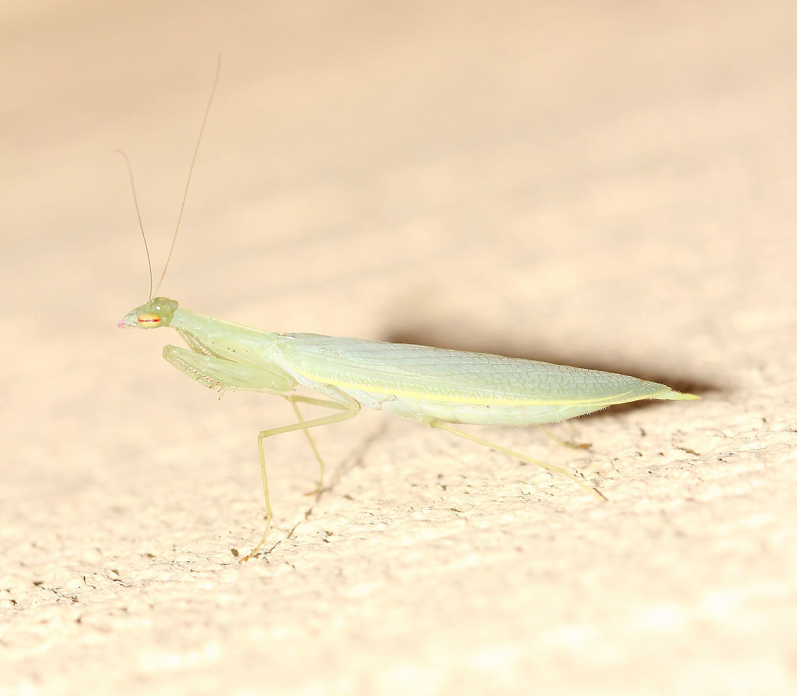 Snake mantis nymph This rarely encountered mantis species is restricted to the east coast of this country. Of the two I have found, one was in vegetation and this one was on the house wall which made the spotting just a bit easier! <br />
<br />
NB. Image has been flipped, the nymph was head up and vertical. <br />
<br />
25 mm length<br />
<br />
<figure class="photo"><a href="https://www.jungledragon.com/image/67549/kongobatha_diademata_mantis_nymph.html" title="Kongobatha diademata mantis nymph"><img src="https://s3.amazonaws.com/media.jungledragon.com/images/3314/67549_thumb.jpg?AWSAccessKeyId=05GMT0V3GWVNE7GGM1R2&Expires=1767225610&Signature=B%2BcfMeo7ui4ve97fuSLLHzMBe24%3D" width="200" height="148" alt="Kongobatha diademata mantis nymph An elegant little mantis pre sub-adult juvenile female. The pink eye stripe and mandibles are of special note here. <br />
<br />
25 mm length<br />
<br />
https://www.jungledragon.com/image/86434/snake_mantis_nymph.html<br />
<br />
https://www.jungledragon.com/image/105677/snake_mantis.html Arthropod,Australia,Geotagged,Iridopterygidae,Kongobatha diademata,Macro,Mantodea,Praying mantis,Snake Mantis,Snake mantis,Spring,fauna,insect,invertebrate,nymph" /></a></figure><br />
<br />
<figure class="photo"><a href="https://www.jungledragon.com/image/105677/snake_mantis.html" title="Snake mantis"><img src="https://s3.amazonaws.com/media.jungledragon.com/images/3314/105677_thumb.jpg?AWSAccessKeyId=05GMT0V3GWVNE7GGM1R2&Expires=1767225610&Signature=C48DxZxCCiAOppl4O2psjq1TRn0%3D" width="200" height="168" alt="Snake mantis This rarely encountered mantid species is restricted to the east coast of this country. Saying that, I have now spotted three! <br />
<br />
25 mm length<br />
<br />
https://www.jungledragon.com/image/67549/kongobatha_diademata_mantis_nymph.html<br />
<br />
https://www.jungledragon.com/image/86434/snake_mantis_nymph.html<br />
<br />
NB. As of 2019, this mantid is now in family Iridopterygidae, moved from Mantidae. My other two sightings need placing in that file as well. I have tagged them as such.   Australia,Geotagged,Insect,Iridopterygidae,Kongobatha diademata,Mantodea,Snake Mantis,Snake mantis,Spring,arthropod,fauna,invertebrate,macro,praying mantis" /></a></figure> Australia,Geotagged,Iridopterygidae,Kongobatha diademata,Macro,Mantodea,Snake Mantis,Snake mantis,Spring,arthropod,insect,invertebrate,mantis nymph,new south wales