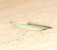 Snake mantis nymph This rarely encountered mantis species is restricted to the east coast of this country. Of the two I have found, one was in vegetation and this one was on the house wall which made the spotting just a bit easier! <br />
<br />
NB. Image has been flipped, the nymph was head up and vertical. <br />
<br />
25 mm length<br />
<br />
https://www.jungledragon.com/image/67549/kongobatha_diademata_mantis_nymph.html<br />
<br />
https://www.jungledragon.com/image/105677/snake_mantis.html Australia,Geotagged,Iridopterygidae,Kongobatha diademata,Macro,Mantodea,Snake Mantis,Snake mantis,Spring,arthropod,insect,invertebrate,mantis nymph,new south wales