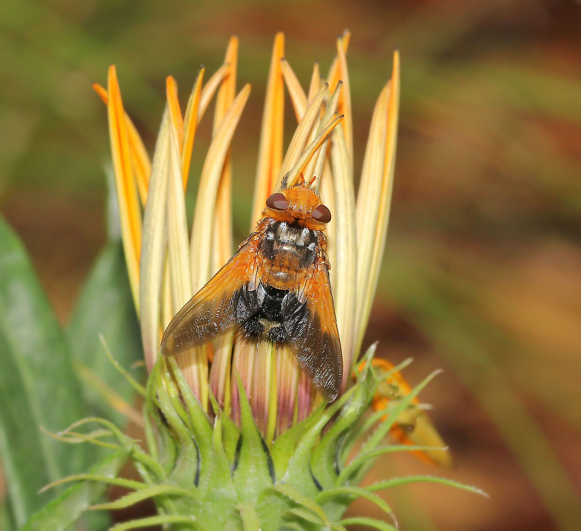 Golden Tachinid fly A large bristle fly with beautiful colouration. A fly of parasitic nature, living as parasites on other insects or their larvae. The females lay the eggs directly on the host's body. As fully-formed insects, parasite flies feed on various sweet liquids, such as nectar.<br />
<br />
Female, 20 mm length.<br />
<br />
 Australia,Diptera,Fly,Geotagged,Macro,Microtropesa sinuata,Spring,Tachinid fly,Tachinidae,arthropod,insect,invertebrate,new south wales