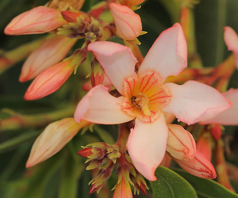 Nerium oleander There doesn't appear to be a specific country of origin for this species due to such wide cultivation. South-west Asia has been suggested. 

An evergreen, bushy shrub.  The leaves are strappy, leathery green, elongated and pointed at the tip. The flowers are spectacular, in clusters, bell-shaped and apricot in colour.  Apocynaceae,Australia,Gentianales,Geotagged,Macro,Nerium,Nerium oleander,Spring,botany,new south wales,pink flower,plant