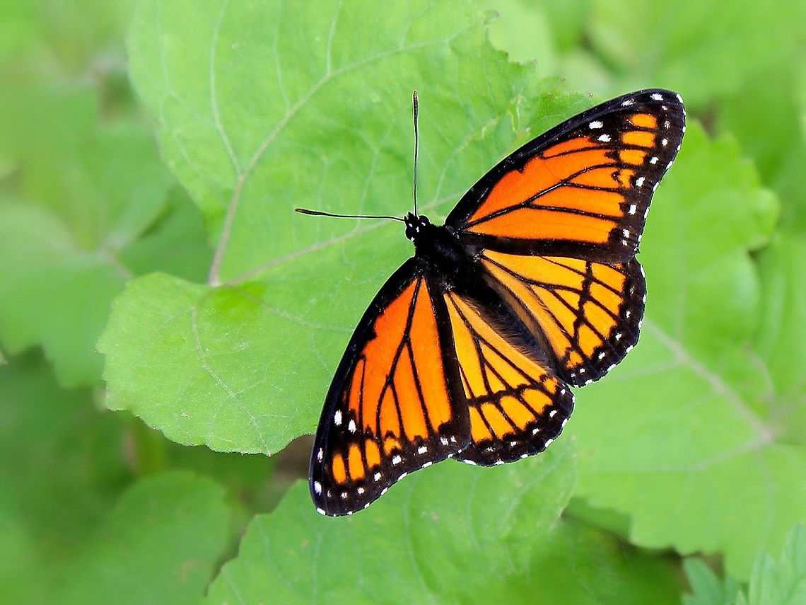 Viceroy butterfly This orange and black beauty was seen flitting around vegetation on the banks of a river. <br />
<br />
Distinguished from the monarch by its smaller size and the postmedian black line that runs across the veins on the hindwing.<br />
<br />
Wingspan 70 mm Butterfly,Geotagged,Lepidoptera,Limenitis archippus,Macro,Nymphalidae,United States,Viceroy,arthropod,fauna,insect,invertebrate,pennsylvania,summer,viceroy butterfly