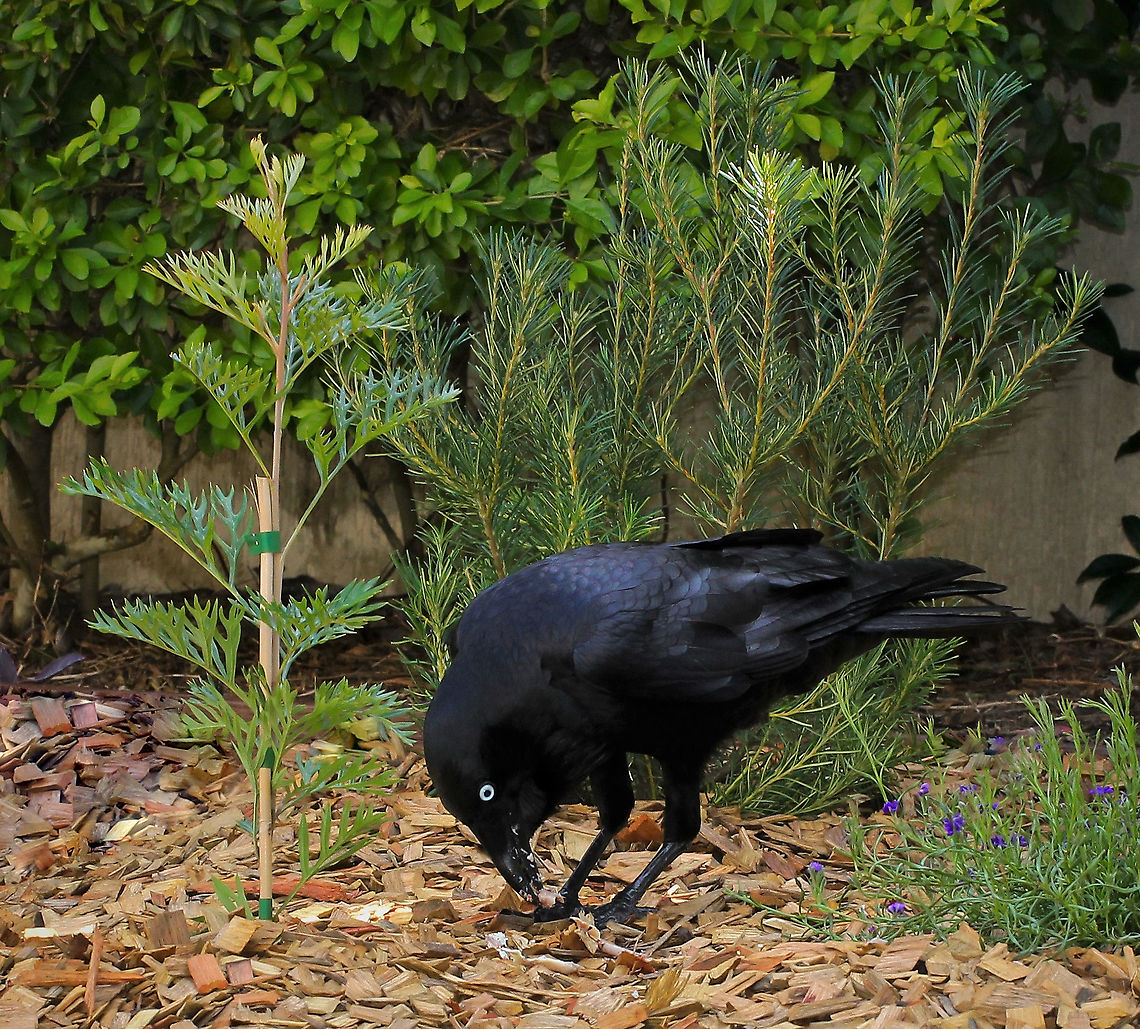 Australian Raven feeding The Australian Raven is found in eastern, southern and central Australia in all habitat types.<br />
<br />
The white eyes with inner blue rim  indicate this is a young adult.  The beautiful glossy, purple/blue/green sheen to the plumage can be seen here. <br />
<br />
<br />
50 cm length Australia,Australian raven,Corvus coronoides,Geotagged,Passeriformes,Vertebrate,bird,corvidae,fauna,new south wales,spring