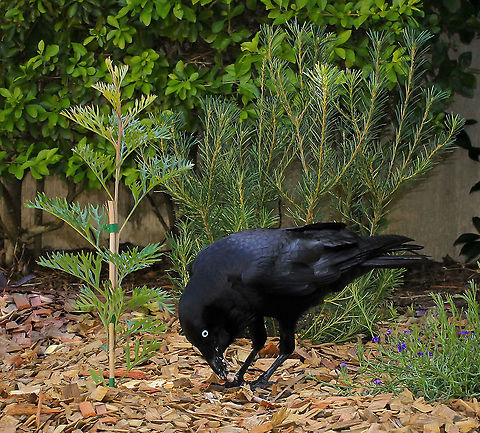 Australian Raven feeding The Australian Raven is found in eastern, southern and central Australia in all habitat types.

The white eyes with inner blue rim  indicate this is a young adult.  The beautiful glossy, purple/blue/green sheen to the plumage can be seen here. 


50 cm length Australia,Australian raven,Corvus coronoides,Geotagged,Passeriformes,Vertebrate,bird,corvidae,fauna,new south wales,spring
