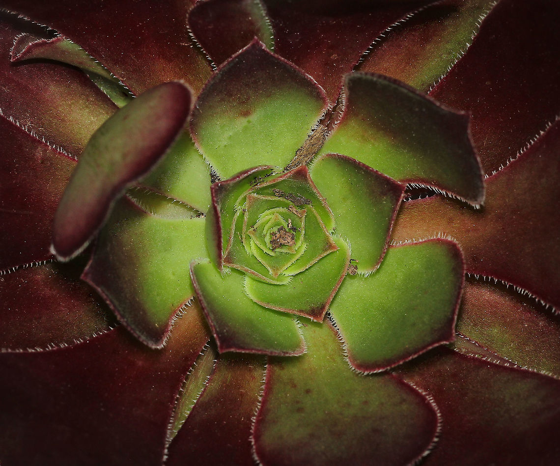 Aeonium arboreum Native to the Canary Islands, Madiera, Morocco, West Africa and Arabia.<br />
<br />
A small but interesting and diverse genus of plants, very drought hardy and quite cold tolerant. They range in size from miniatures several cm in diameter to giants half a metre wide and up to 2 meters tall. <br />
<br />
This one here that I am growing currently, has the one rosette of 14 cm diameter on a single short stem.  Aeonium aboreum,Aeonium arboreum,Australia,Crassulaceae,Flora,Geotagged,Macro,Saxifragales,Spring,Succulent,Tree Aeonium,botany,plant