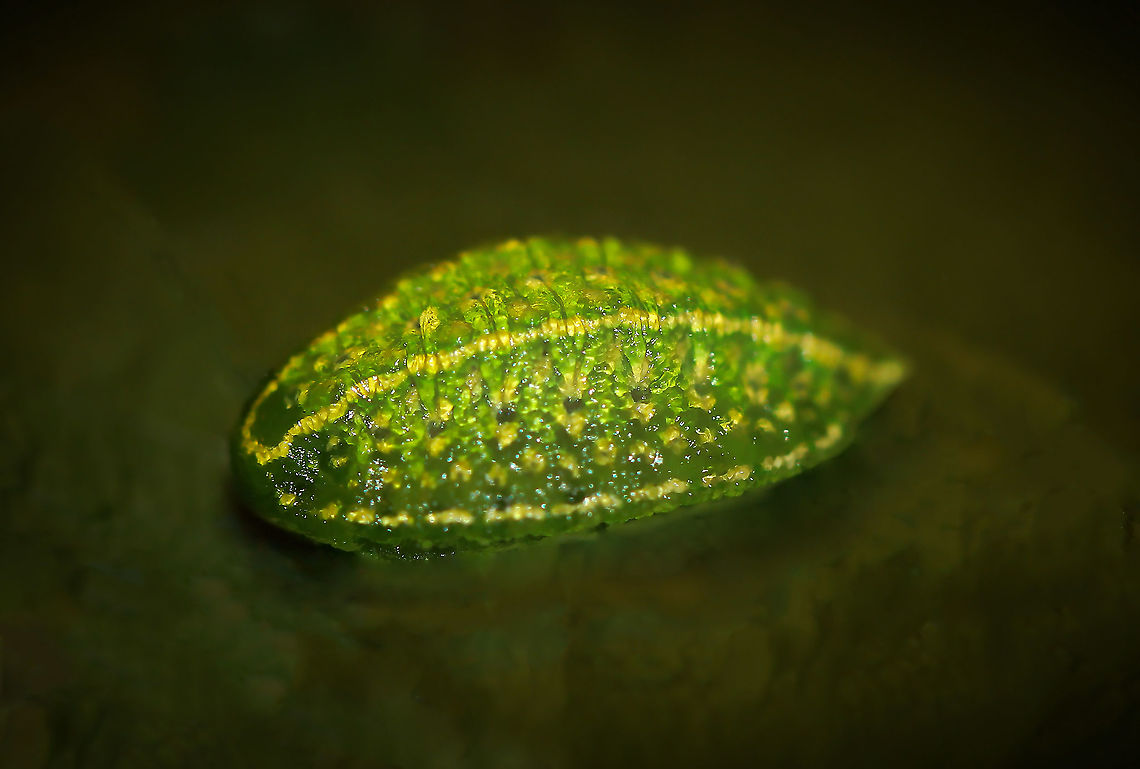Ochre-winged hag moth larva Looking for its life like a jelly sweet - this larva is flattened and ovoid in shape. It is a bright lime green with yellow and green stripes along its length.<br />
<br />
15 mm length<br />
<br />
(Hoping this shot has sufficient detail, it was more an art/edit image, but felt it was worth sharing).  Geotagged,Lepidoptera,Limacodidae,Lithacodes fasciola,Ochre-winged hag moth larva,Summer,United States,Yellow-shouldered slug,arthropod,fauna,insect,invertebrate,pennsylvania
