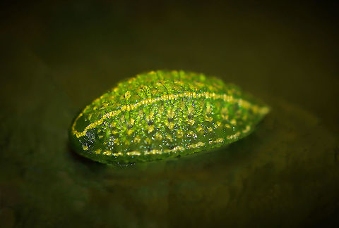 Ochre-winged hag moth larva Looking for its life like a jelly sweet - this larva is flattened and ovoid in shape. It is a bright lime green with yellow and green stripes along its length.
15 mm length
(Hoping this shot has sufficient detail, it was more an art/edit image, but felt it was worth sharing).  Geotagged,Lepidoptera,Limacodidae,Lithacodes fasciola,Ochre-winged hag moth larva,Summer,United States,Yellow-shouldered slug,arthropod,fauna,insect,invertebrate,pennsylvania