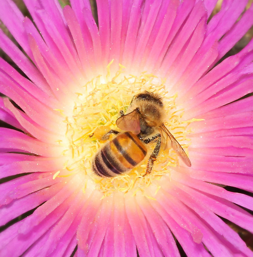 Sleeping bee in the pink This was a surprise - the first time I have encountered Apis mellifera sleeping within a flower. <br />
<br />
Assuming this is indeed what it was doing. I came upon it in the very early morning when temps were still cool and thought initially it was dead, but after a moment saw movement. Then I assumed perhaps it was poorly and on its last legs. Perhaps it had been caught by unexpected cool temps the evening before and had not made it back to the colony. <br />
<br />
After an hour I came back to the flower to see the little bee still there and was witness to it becoming more active, then eventually flying off with seemingly no problems! <br />
<br />
The flower is of the native Pigface, Carpobrotus glaucescens.<br />
<br />
<br />
Apis mellifera 15 mm length<br />
<br />
 Aizoaceae,Angular Sea-fig,Apis mellifera,Australia,Carpobrotus glaucescens,Caryophyllales,European Honey bee,Flora,Geotagged,Pigface,Spring,Succulent,arthropod,bee,botany,fauna,insect,invertebrate,macro,new south wales
