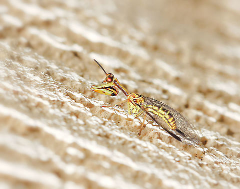Mantid lacewing Still attempting to ID this little character, particularly tiny at 10 mm length.  Australia,Geotagged,Macro,Mantid lacewing,Mantispid,Mantispidae,Neuroptera,Spring,arthropod,fauna,insect,invertebrate,new south wales