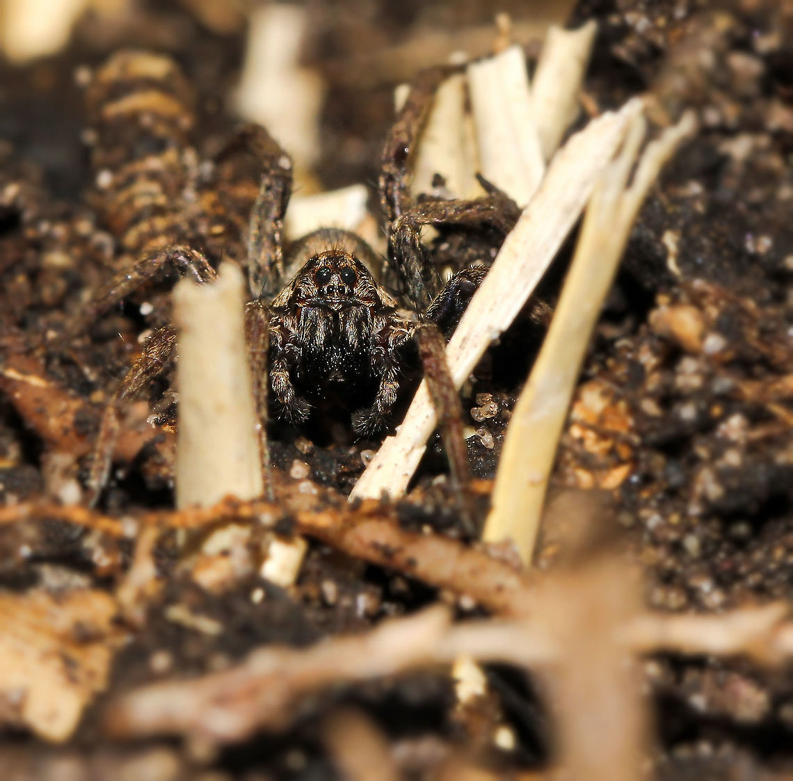Australian wolf spider The garden wolf spider is patterned in grey, brown and white. No mistaking a wolf spider with their characteristic eye pattern. <br />
<br />
25 mm length Araneae,Australia,Garden Wolf Spider,Geotagged,Lycosidae,Macro,Spider,Spring,Tasmanicosa godeffroyi,arachnid,arthropod,fauna,hunter,invertebrate,new south wales