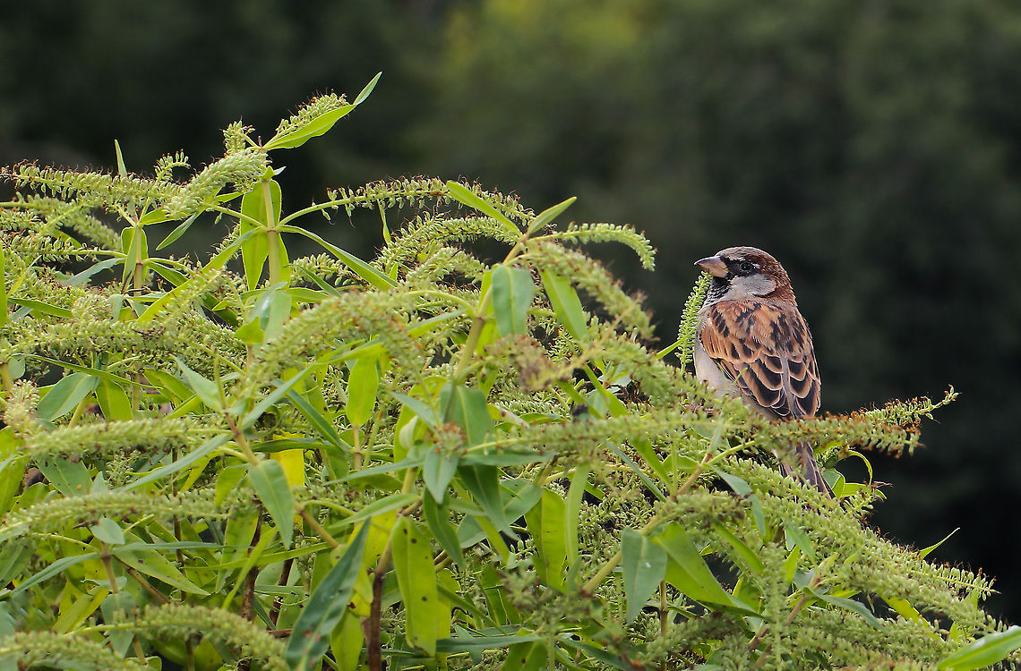 Passer domesticus male Native to most of Europe, the Mediterranean and a large part of Asia.<br />
<br />
Sparrow males as seen here, have a conspicuous grey crown, black face/throat and dark black and brown upper parts. The remainder of the under parts are pale grey-brown.<br />
<br />
House sparrows were introduced to New Zealand first in the mid 1860s in an attempt to combat agricultural plagues and soon became incredibly abundant. <br />
<br />
15 cm length Aves,Fall,Geotagged,House sparrow,New Zealand,Passer Domesticus,Passer domesticus,Passeridae,Passeriformes,Vertebrate,autumn,bird,fauna