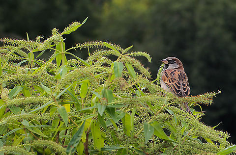 Passer domesticus male Native to most of Europe, the Mediterranean and a large part of Asia.

Sparrow males as seen here, have a conspicuous grey crown, black face/throat and dark black and brown upper parts. The remainder of the under parts are pale grey-brown.

House sparrows were introduced to New Zealand first in the mid 1860s in an attempt to combat agricultural plagues and soon became incredibly abundant. 

15 cm length Aves,Fall,Geotagged,House sparrow,New Zealand,Passer Domesticus,Passer domesticus,Passeridae,Passeriformes,Vertebrate,autumn,bird,fauna