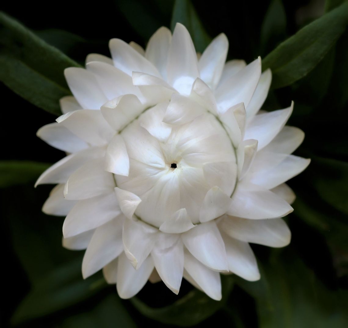 Paper daisy (beginning to open) Bracteantha is a genus of plants native to Australia with variable forms including annuals and low growing perennial shrubs. Their flowers really do feel as if made of paper! <br />
<br />
The genus was formerly known as Helichrysum and is now also known as Xerochrysum.<br />
<br />
<figure class="photo"><a href="https://www.jungledragon.com/image/87807/paper_daisy_fully_open.html" title="Paper daisy (fully open)"><img src="https://s3.amazonaws.com/media.jungledragon.com/images/3314/87807_thumb.jpg?AWSAccessKeyId=05GMT0V3GWVNE7GGM1R2&Expires=1769040010&Signature=eKj2%2FTcVOrn04TnDaAZlgVhfyZk%3D" width="200" height="190" alt="Paper daisy (fully open) Xerochrysum is a genus of plants native to Australia with variable forms including annuals and low growing perennial shrubs. Their flowers really do feel as if made of paper!<br />
<br />
The genus was formerly known as Helichrysum and is now also known as Xerochrysum.<br />
<br />
https://www.jungledragon.com/image/86974/paper_daisy_beginning_to_open.html<br />
<br />
https://www.jungledragon.com/image/124297/everlasting_daisy_bud.html<br />
<br />
https://www.jungledragon.com/image/125110/everlasting_daisy_half-opened.html Australia,Bracteantha bracteata,Everlasting Daisy,Flora,Geotagged,Golden everlasting,Helichrysum,Macro,Paper Daisy,Spring,Strawflower,XEROCHRYSUM BRACTEATUM,Xerochrysum bracteatum,new south wales,plant,white flower" /></a></figure><br />
<br />
 Asteraceae,Asterales,Australia,Bracteantha bracteata,Everlasting Daisy,Geotagged,Golden everlasting,Macro,Paper Daisy,Spring,Strawflower,Xerochrysum bracteatum,botany,new south wales,plant,white flower