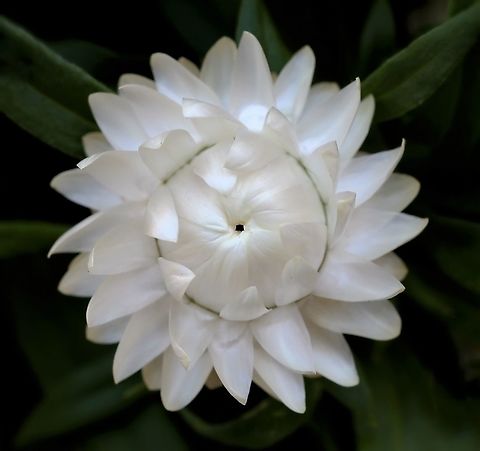 Paper daisy (beginning to open) Bracteantha is a genus of plants native to Australia with variable forms including annuals and low growing perennial shrubs. Their flowers really do feel as if made of paper! 

The genus was formerly known as Helichrysum and is now also known as Xerochrysum.

https://www.jungledragon.com/image/87807/paper_daisy_fully_open.html

 Asteraceae,Asterales,Australia,Bracteantha bracteata,Everlasting Daisy,Geotagged,Golden everlasting,Macro,Paper Daisy,Spring,Strawflower,Xerochrysum bracteatum,botany,new south wales,plant,white flower