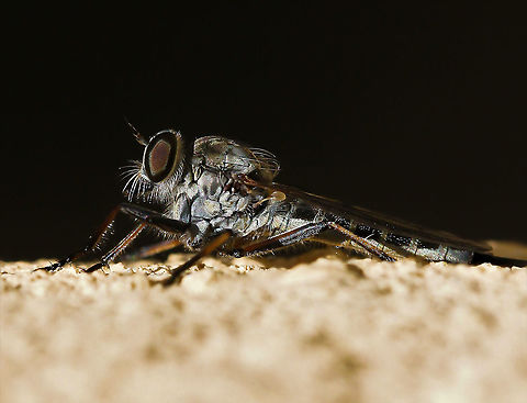 Cerdistus sp. robber fly One of our Australian Robbers taking a break from its aerial hunting. I saw it take off from this perch several times to hunt in the open and return to exactly the same spot before finally flying away.

Genus Cerdistus 20 mm length Arthropod,Asilidae,Assassin Fly,Australia,Cerdistus,Diptera,Geotagged,Robber fly,Spring,fauna,fly,insect,invertebrate,new south wales