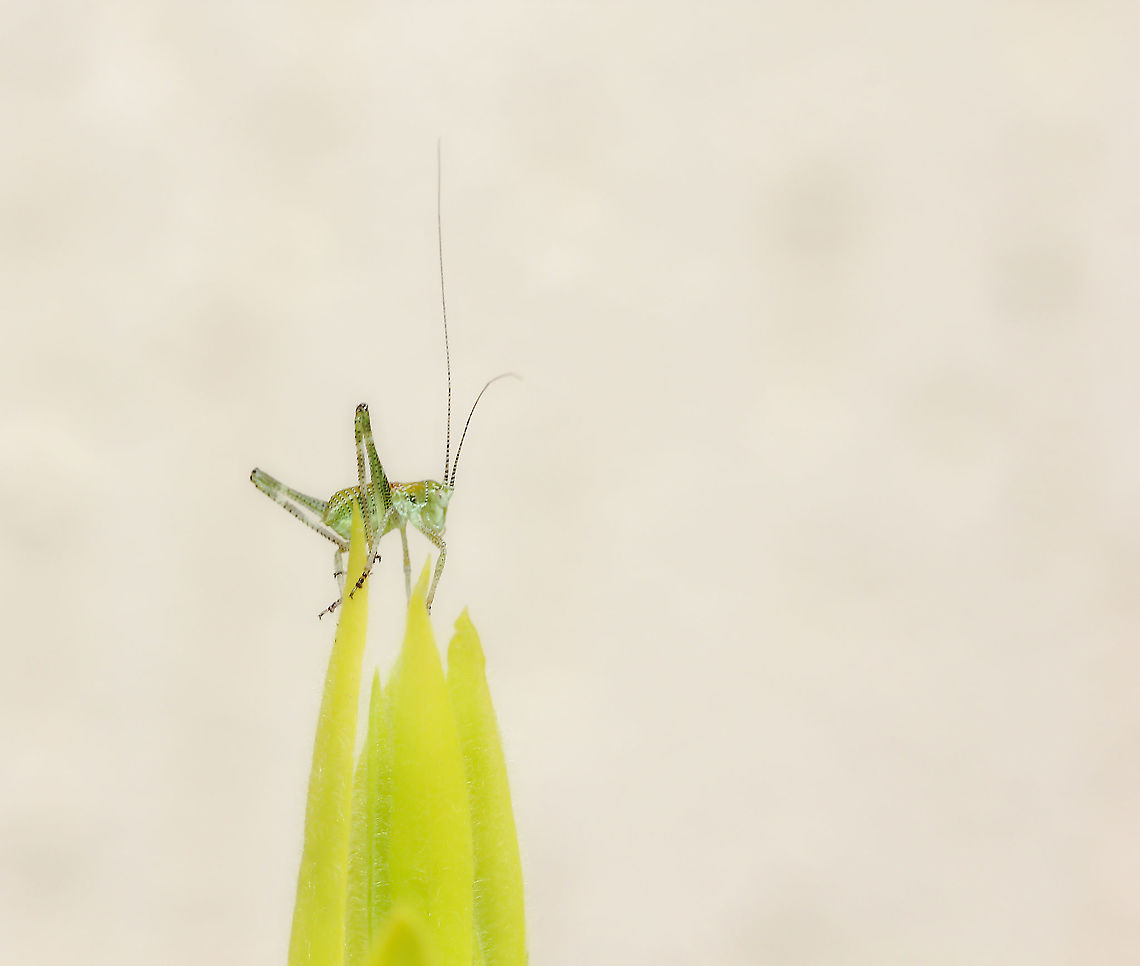 Katydid nymph lift off The tiniest katydid nymph I ever did see...here one second and gone the next. <br />
<br />
Launching from the fresh leaf tips of Callistemon viminalis.<br />
<br />
5 mm length Australia,Bush Cricket,Caedicia simplex,Geotagged,Macro,Orthoptera,Spring,Tettigoniidae,arthropod,fauna,insect,invertebrate,katydid,katydid nymph,new south wales