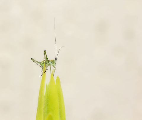 Katydid nymph lift off The tiniest katydid nymph I ever did see...here one second and gone the next. 

Launching from the fresh leaf tips of Callistemon viminalis.

5 mm length Australia,Bush Cricket,Caedicia simplex,Geotagged,Macro,Orthoptera,Spring,Tettigoniidae,arthropod,fauna,insect,invertebrate,katydid,katydid nymph,new south wales