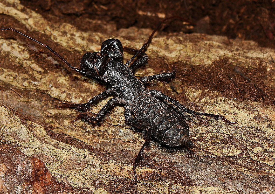 Vinegaroon Captive specimen. Native to the southern US and Mexico, this is an arachnid also commonly known as whip scorpion.<br />
<br />
The name 'whip scorpion' refers to their resemblance to true scorpions and possession of a whip-like tail. 'Vinegaroon' is based on their ability when attacked, to discharge an offensive liquid which contains acetic acid, producing a vinegar-like smell.<br />
<br />
60 mm length (not including tail).  Fall,Geotagged,Mastigoproctus giganteus,Thelyphonida,United States,Vinegaroon,arthropod,invertebrate,whip scorpion