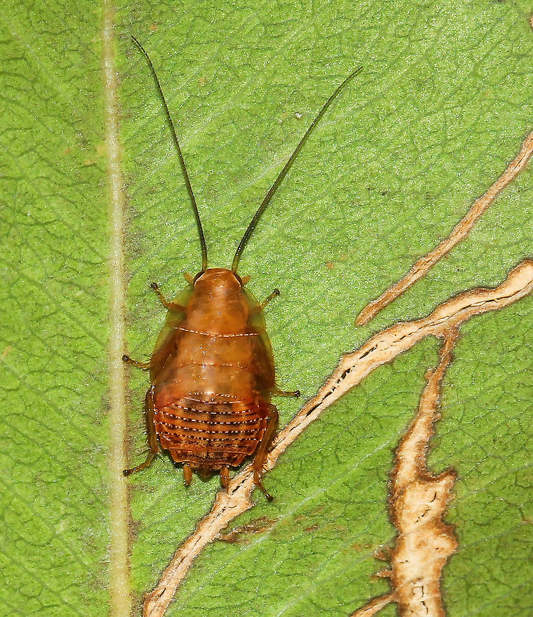 Balta sp. bush cockroach nymph Our bush cockroaches are some of the nicest looking insects (in my opinion!). Posting at genus level for now. <br />
<br />
10 mm length Australia,Australian bush cockroach,Balta,Blattodea,Ectobiidae,Geotagged,Macro,Summer,arthropod,cockroach nymph,fauna,insect,invertebrate,new south wales