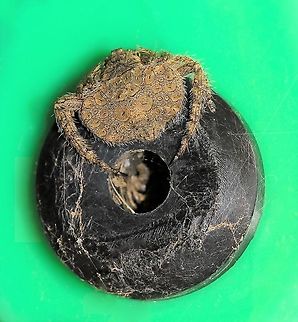 Dolophones sp. wrap-around spider A female Dolophones wrap-around spider was seen by chance recently in an urban setting. These spiders are masters of camouflage in a natural setting so in this context she was easier to see....but she did not make my task of documenting her easy as her resting place was in a really inaccessible and hard to get to place! 

I hope I captured enough of her amazing dorsal detail for others to appreciate. Even better detail when enlarged. Amazing little spiders. 

Dolophones is a genus of spider found primarily here     in Australia and Oceania. There are 17 known and named species. 

10 mm abdomen diameter Araneae,Araneidae,Australia,Dolophones,Geotagged,Macro,Spring,Wrap-around spider,arachnid,arthropod,fauna,invertebrate,new south wales