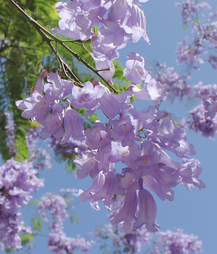 Lilac bells ring to welcome spring The jacarandas are in bloom once again and bringing much joy. <br />
<br />
Native to South America, these trees thrive here in Australia, enjoying the climate.<br />
<br />
<figure class="photo"><a href="https://www.jungledragon.com/image/104136/jacaranda_mimosifolia.html" title="Jacaranda mimosifolia"><img src="https://s3.amazonaws.com/media.jungledragon.com/images/3314/104136_thumb.jpg?AWSAccessKeyId=05GMT0V3GWVNE7GGM1R2&Expires=1759968010&Signature=8BhjllOtjy8lRXptqXCWBmCRruE%3D" width="200" height="134" alt="Jacaranda mimosifolia The jacaranda have been delighting once again. This stunning specimen is in a park right by my local shopping centre and at this time of year I always take a moment to walk around it before heading home with the groceries! <br />
<br />
Native to Brazil. Jacaranda mimosifolia, the species of jacaranda that Australians know and love &ndash; has a small native range in the north-west of Argentina and neighbouring Bolivia. There, it persists in a stressful, arid environment, making it well prepared for the Australian climate.<br />
<br />
According to Systemic Botanist from the Royal Botanic Garden Sydney, Dr Russell Barrett, it&rsquo;s likely the first few jacarandas were propagated in Brisbane. &ldquo;We don&rsquo;t have huge numbers of details about how it got here, but as far as we can tell the first seeds were brought in from Argentina to Brisbane. Shipping captains brought seeds to trade that they thought would be of interest, likely to make some cash on the side. It is understood that a former director of the Brisbane City Botanical Garden, Walter Hill, brought some seeds off a shipping captain and planted them in 1864. And if you look at the current records on the Australasian Virtual Herbarium as to where they were recorded naturalised, you do get these span of dots centering out from Brisbane and they probably came to Sydney rapidly after&quot;. <br />
<br />
https://www.jungledragon.com/image/87217/lilac_bells_ring_to_welcome_spring.html Australia,Bignoniaceae,Flora,Geotagged,Jacaranda,Jacaranda mimosifolia,Lamiales,Purple Flowers,Spring,black poui,botany,new south wales,tree" /></a></figure> Australia,Bignoniaceae,Black poui,Fern tree,Flora,Geotagged,Jacaranda mimosifolia,Lamiales,Purple Flowers,Spring,Tree,botany,new south wales