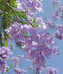 Lilac bells ring to welcome spring The jacarandas are in bloom once again and bringing much joy. <br />
<br />
Native to South America, these trees thrive here in Australia, enjoying the climate.<br />
<br />
https://www.jungledragon.com/image/104136/jacaranda_mimosifolia.html Australia,Bignoniaceae,Black poui,Fern tree,Flora,Geotagged,Jacaranda mimosifolia,Lamiales,Purple Flowers,Spring,Tree,botany,new south wales
