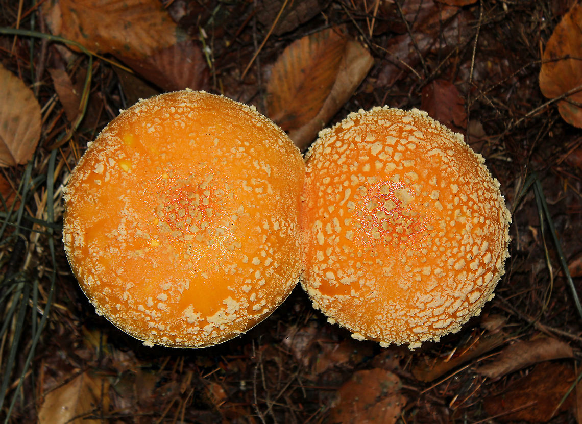Amanita duo This couple had large caps - the largest being 15 cm in diameter. Wondering if this is Amanita muscaria, yellow/orange form? Even though the caps looked fused, they had separate stems.  Agaricales,Fall,Fungi,Geotagged,Mushrooms,United States,amanita,amanitaceae,autumn,orange mushroom,pennsylvania