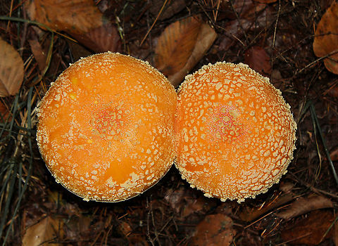 Amanita duo This couple had large caps - the largest being 15 cm in diameter. Wondering if this is Amanita muscaria, yellow/orange form? Even though the caps looked fused, they had separate stems.  Agaricales,Fall,Fungi,Geotagged,Mushrooms,United States,amanita,amanitaceae,autumn,orange mushroom,pennsylvania