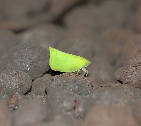 Siphanta sp. planthopper 10 mm length.  Australia,Flatidae,Geotagged,Macro,Siphanta,Spring,arthropod,fauna,hemiptera,insect,invertebrate,new south wales,planthopper,true bug
