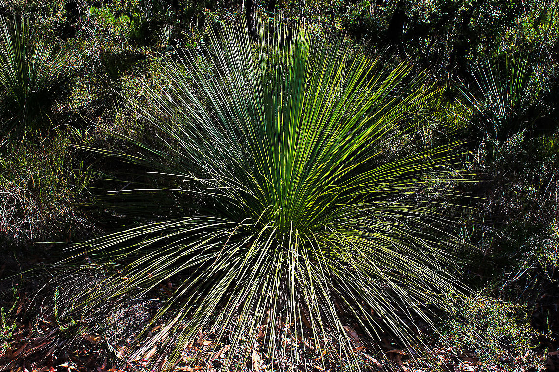 Xanthorrhoea resinosa An Australian endemic genus, distributed in all states. Grass trees have a short trunk, (which may be underground), a large crown of slender leaves and (when flowering), a tall scape with a dense spike of tiny white-brown flowers at the top. The flowering period is short.<br />
<br />
Grass trees epitomise the Australian bush. They&rsquo;re beautiful, ancient, hardy, thrive in nutrient-poor soils and respond to wildfire by flowering profusely. <br />
<br />
This specimen was 1m in height.<br />
<br />
 Asparagales,Asphodelaceae,Australia,Blue mountains,Fall,Flora,Geotagged,Perennial,Xanthorrhoea resinosa,botany,grass tree,new south wales,plant