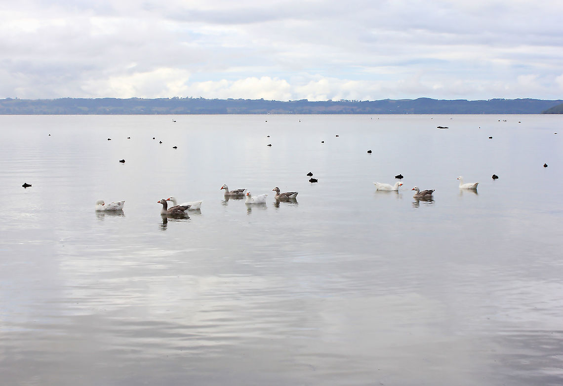 Greylag geese on Lake Rotorua Native to Europe, those in New Zealand thought to be introduced farm escapees and descendants. I have yet to identify their feathered companions in the background. <br />
<br />
80 - 90 cm length.  Anatidae,Anser anser,Anseriformes,Fall,Geotagged,Greylag Geese,Greylag goose,Lake Rotorua,New Zealand,Vertebrate,autumn,bird,fauna,waterfowl