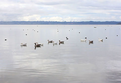 Greylag geese on Lake Rotorua Native to Europe, those in New Zealand thought to be introduced farm escapees and descendants. I have yet to identify their feathered companions in the background. 

80 - 90 cm length.  Anatidae,Anser anser,Anseriformes,Fall,Geotagged,Greylag Geese,Greylag goose,Lake Rotorua,New Zealand,Vertebrate,autumn,bird,fauna,waterfowl