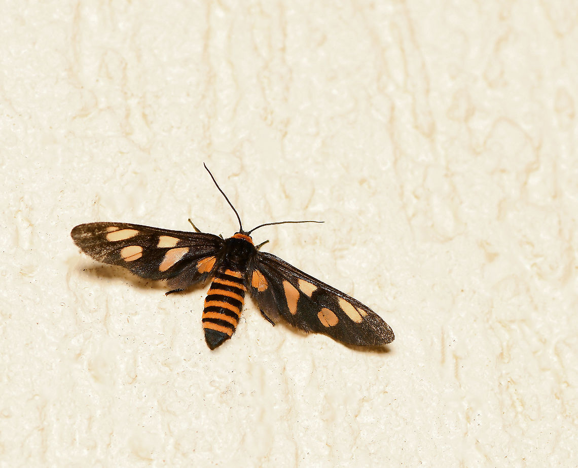 Black-headed wasp moth The adult moth of this species rather resembles a wasp. <br />
<br />
Wingspan 20 mm Australia,Black-headed Wasp Moth,Eressa angustipenna,Geotagged,Lepidoptera,Macro,Spring,arthropod,ctenuchinae,erebidae,insect,invertebrate,mimicry,new south wales,wasp mimic