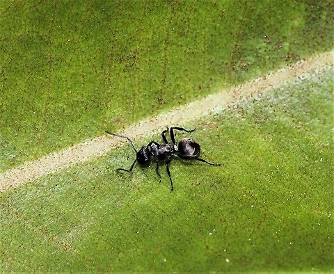 Polyrhachis sp. spiny ant Most species of Polyrhachis have large spines on their bodies, from which they get their common name. There are over 100 Australian species of spiny ants. Most are black, but many have parts of their bodies, particularly the abdomen, covered in a thick layer of silver or golden hairs. This specimen I saw had a golden sheen to its abdomen. 

5 mm length Ant,Australia,Formicidae,Geotagged,Hymenoptera,Macro,Polyrhachis,Spiny ant,Spring,arthropod,fauna,invertebrate,new south wales