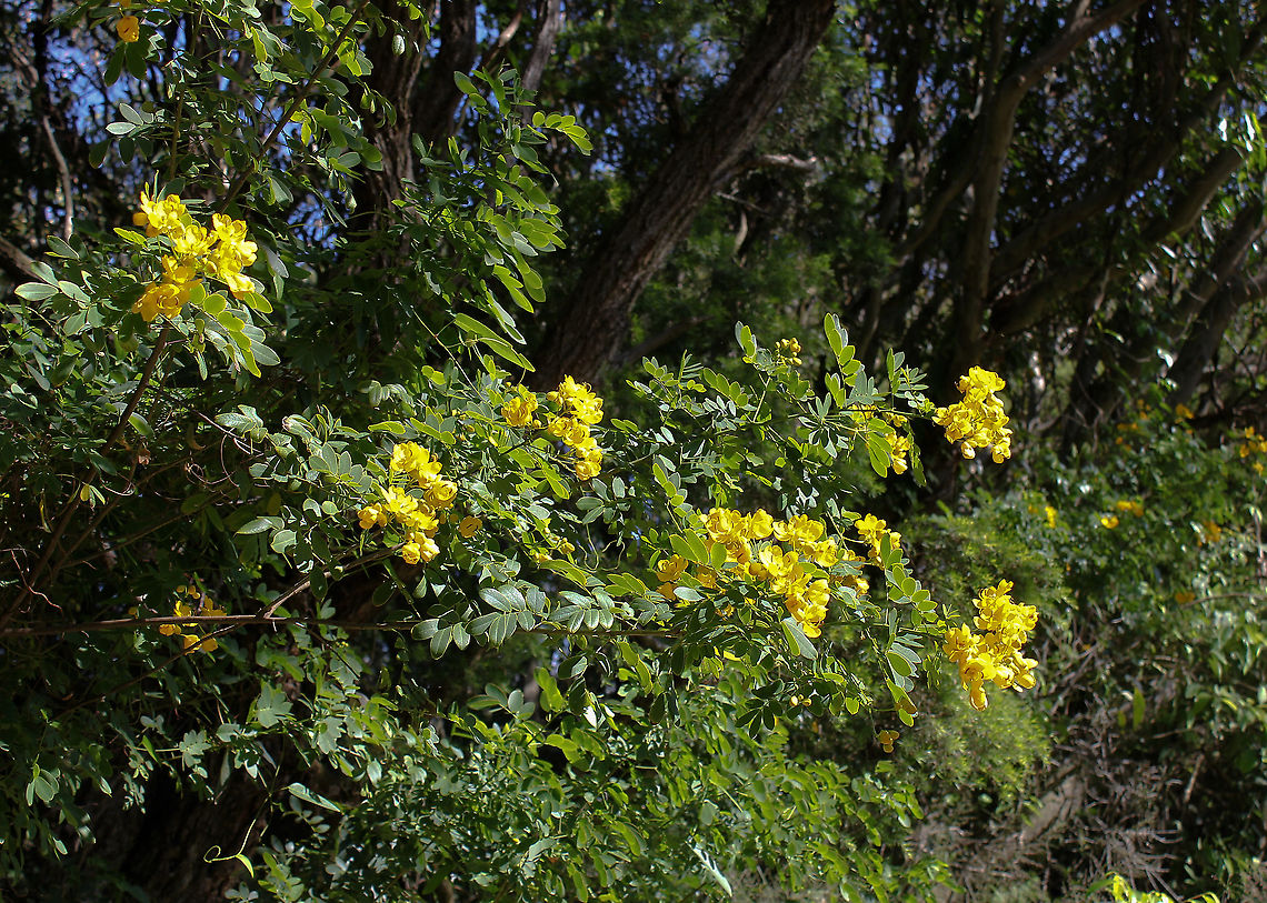 Easter Cassia Native to Brazil and Paraguay. Widely distributed here through eastern parts of New South Wales, most commonly along the coastal regions. Easter cassia is a prolific seeder and its seedlings come up in bushland, disturbed areas and roadsides.<br />
<br />
A spreading or sprawling shrub usually growing 2 to 4 m tall. The pea-like flowers are bright yellow, about 30 mm across. It flowers at Easter, hence the common name - which being in April, is of course autumn here. <br />
<br />
Because it is a fast growing plant that can suppress the growth of native species and threaten our ecosystems, it is considered an exotic environmental weed in New South Wales.  Australia,Easter cassia,Fabaceae,Fabales,Fall,Flora,Geotagged,Senna pendula,Shrub,autumn,botany,new south wales,plant,yellow flowers