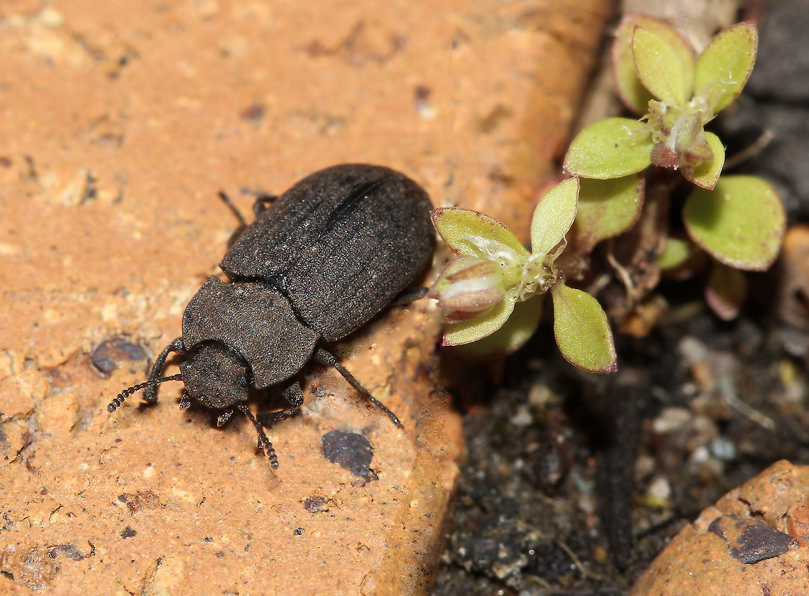 Gonocephalum sp. beetle Initially seen in soil, then it quickly scurried away - but headed on to the garden path. <br />
<br />
12 mm length Australia,Coleoptera,Geotagged,Macro,Tenebrionidae,Winter,arthropod,beetle,darkling beetle,fauna,insect,invertebrate,new south wales