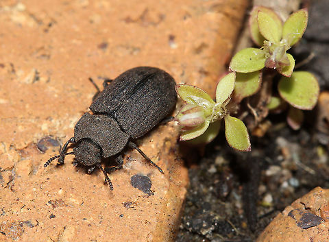 Gonocephalum sp. beetle Initially seen in soil, then it quickly scurried away - but headed on to the garden path. 

12 mm length Australia,Coleoptera,Geotagged,Macro,Tenebrionidae,Winter,arthropod,beetle,darkling beetle,fauna,insect,invertebrate,new south wales