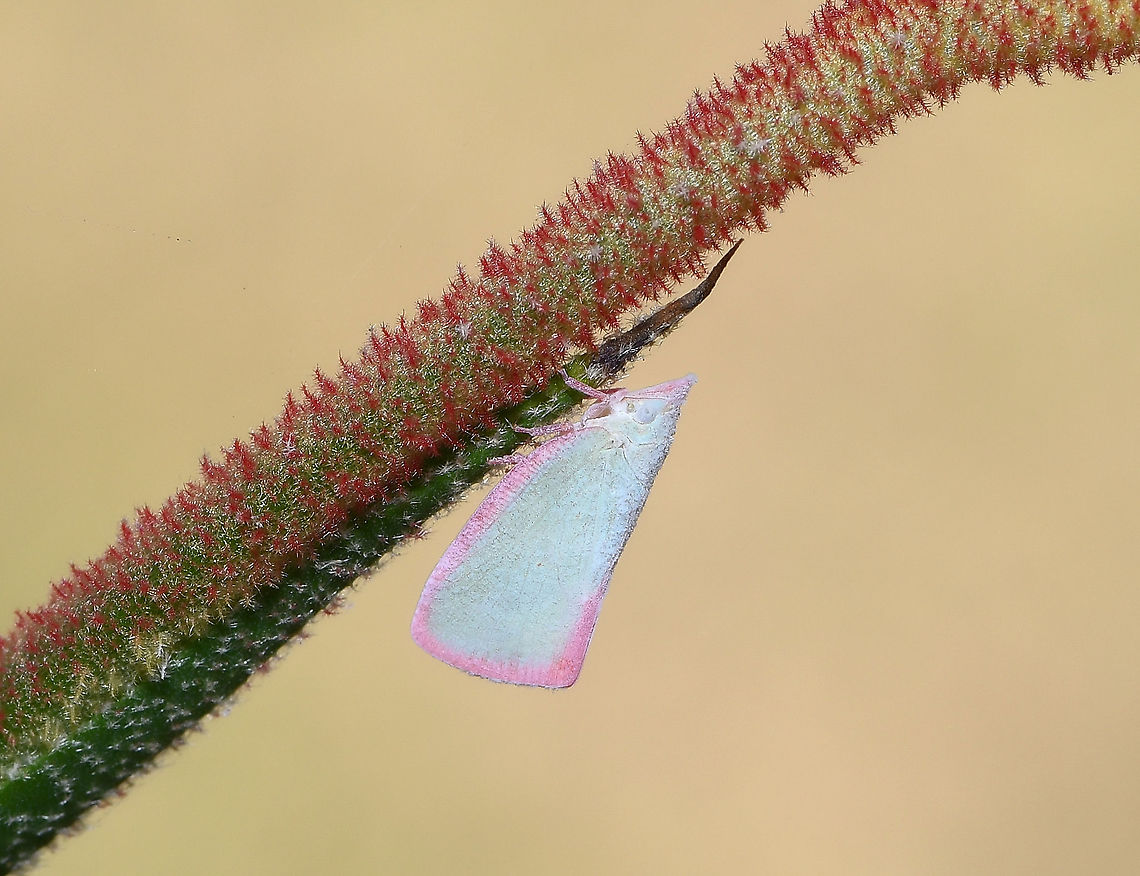 Colgaroides sp. planthopper This planthopper is pale green/white with a pretty pale pink margin round the wings, pink legs and a faint pink dot in the centre of the wing. Seen here resting on Anigozanthos sp. kangaroo paw plant.<br />
<br />
10 mm body length Australia,Colgaroides,Fauna,Flatidae,Geotagged,Macro,Spring,arthropod,hemiptera,insect,invertebrate,new south wales,planthopper,true bug