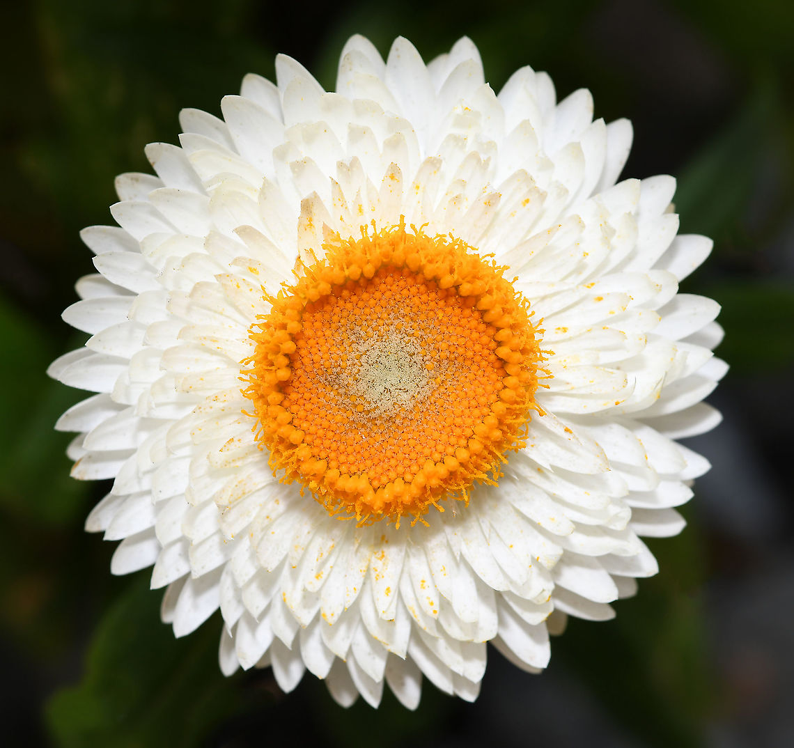 Paper daisy (fully open) Xerochrysum is a genus of plants native to Australia with variable forms including annuals and low growing perennial shrubs. Their flowers really do feel as if made of paper!<br />
<br />
The genus was formerly known as Helichrysum and is now also known as Xerochrysum.<br />
<br />
<figure class="photo"><a href="https://www.jungledragon.com/image/86974/paper_daisy_beginning_to_open.html" title="Paper daisy (beginning to open)"><img src="https://s3.amazonaws.com/media.jungledragon.com/images/3314/86974_thumb.jpg?AWSAccessKeyId=05GMT0V3GWVNE7GGM1R2&Expires=1759968010&Signature=tAc3gsml1tyfqpT99RkjYkyAFfk%3D" width="200" height="190" alt="Paper daisy (beginning to open) Bracteantha is a genus of plants native to Australia with variable forms including annuals and low growing perennial shrubs. Their flowers really do feel as if made of paper! <br />
<br />
The genus was formerly known as Helichrysum and is now also known as Xerochrysum.<br />
<br />
https://www.jungledragon.com/image/87807/paper_daisy_fully_open.html<br />
<br />
 Asteraceae,Asterales,Australia,Bracteantha bracteata,Everlasting Daisy,Geotagged,Golden everlasting,Macro,Paper Daisy,Spring,Strawflower,Xerochrysum bracteatum,botany,new south wales,plant,white flower" /></a></figure><br />
<br />
<figure class="photo"><a href="https://www.jungledragon.com/image/124297/everlasting_daisy_bud.html" title="Everlasting daisy bud"><img src="https://s3.amazonaws.com/media.jungledragon.com/images/3314/124297_thumb.jpg?AWSAccessKeyId=05GMT0V3GWVNE7GGM1R2&Expires=1759968010&Signature=jbFGnh0WvBlsnanFYDb5cUyIL0U%3D" width="200" height="146" alt="Everlasting daisy bud Xerochrysum is a small genus of six species, all of which were formerly classified in the genus Bracteantha. Xerochrysum bracteatum was previously known as Bracteantha bracteata and references to its even earlier name of Helichrysum bracteatum may still be found in many publications.<br />
<br />
These native plants are variable, from annual forms to low growing perennial sub-shrubs. Widespread in various habitats in all States and Territories of Australia. <br />
<br />
Leaves are usually large, up to 10 cm in length. The individual flowers are very small but are formed into a large cluster surrounded by large papery bracts. The overall appearance is that of a large, single &#039;flower&#039; with the bracts as the &#039;petals&#039;. However, well over a hundred true flowers occur inside the ring of bracts.<br />
<br />
Here we see the bracts still closed, encasing the flowers, yet to open and emerge - and below, half-open and fully open (a different cultivar). This orange one is cultivar &#039;sunrise&#039;. <br />
<br />
https://www.jungledragon.com/image/125110/everlasting_daisy_half-opened.html<br />
<br />
https://www.jungledragon.com/image/87807/paper_daisy_fully_open.html<br />
<br />
<br />
<br />
<br />
 Asteraceae,Asterales,Australia,Bracteantha bracteata,Flora,Geotagged,Spring,Strawflower,Xerochrysum bracteatum,botany,everlasting daisy,new south wales,paper daisy" /></a></figure><br />
<br />
<figure class="photo"><a href="https://www.jungledragon.com/image/125110/everlasting_daisy_half-unfurled.html" title="Everlasting daisy half-unfurled"><img src="https://s3.amazonaws.com/media.jungledragon.com/images/3314/125110_thumb.jpg?AWSAccessKeyId=05GMT0V3GWVNE7GGM1R2&Expires=1759968010&Signature=bX4ZnTztOFGJo850nhG2YxE9b9E%3D" width="200" height="194" alt="Everlasting daisy half-unfurled Xerochrysum is a small genus of six species, all of which were formerly classified in the genus Bracteantha. Xerochrysum bracteatum was previously known as Bracteantha bracteata and references to its even earlier name of Helichrysum bracteatum may still be found in many publications.<br />
<br />
These native plants are variable, from annual forms to low growing perennial sub-shrubs. Widespread in various habitats in all States and Territories of Australia.<br />
<br />
Leaves are usually large, up to 10 cm in length. The individual flowers are very small but are formed into a large cluster surrounded by large papery bracts. The overall appearance is that of a large, single &#039;flower&#039; with the bracts as the &#039;petals&#039;. However, well over a hundred true flowers occur inside the ring of bracts.<br />
<br />
Here we see the bracts half-unfurled, encasing the flowers, yet to open and emerge and below, a fully enclosed bud. This is cultivar &#039;sunrise&#039;. <br />
<br />
https://www.jungledragon.com/image/124297/everlasting_daisy_bud.html Asteraceae,Asterales,Australia,Bracteantha bracteata,Everlasting daisy,Flora,Geotagged,Spring,Strawflower,XEROCHRYSUM BRACTEATUM,Xerochrysum bracteatum,botany,new south wales,paper daisy" /></a></figure> Australia,Bracteantha bracteata,Everlasting Daisy,Flora,Geotagged,Golden everlasting,Helichrysum,Macro,Paper Daisy,Spring,Strawflower,XEROCHRYSUM BRACTEATUM,Xerochrysum bracteatum,new south wales,plant,white flower