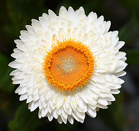 Paper daisy (fully open) Xerochrysum is a genus of plants native to Australia with variable forms including annuals and low growing perennial shrubs. Their flowers really do feel as if made of paper!<br />
<br />
The genus was formerly known as Helichrysum and is now also known as Xerochrysum.<br />
<br />
https://www.jungledragon.com/image/86974/paper_daisy_beginning_to_open.html<br />
<br />
https://www.jungledragon.com/image/124297/everlasting_daisy_bud.html<br />
<br />
https://www.jungledragon.com/image/125110/everlasting_daisy_half-opened.html Australia,Bracteantha bracteata,Everlasting Daisy,Flora,Geotagged,Golden everlasting,Helichrysum,Macro,Paper Daisy,Spring,Strawflower,XEROCHRYSUM BRACTEATUM,Xerochrysum bracteatum,new south wales,plant,white flower
