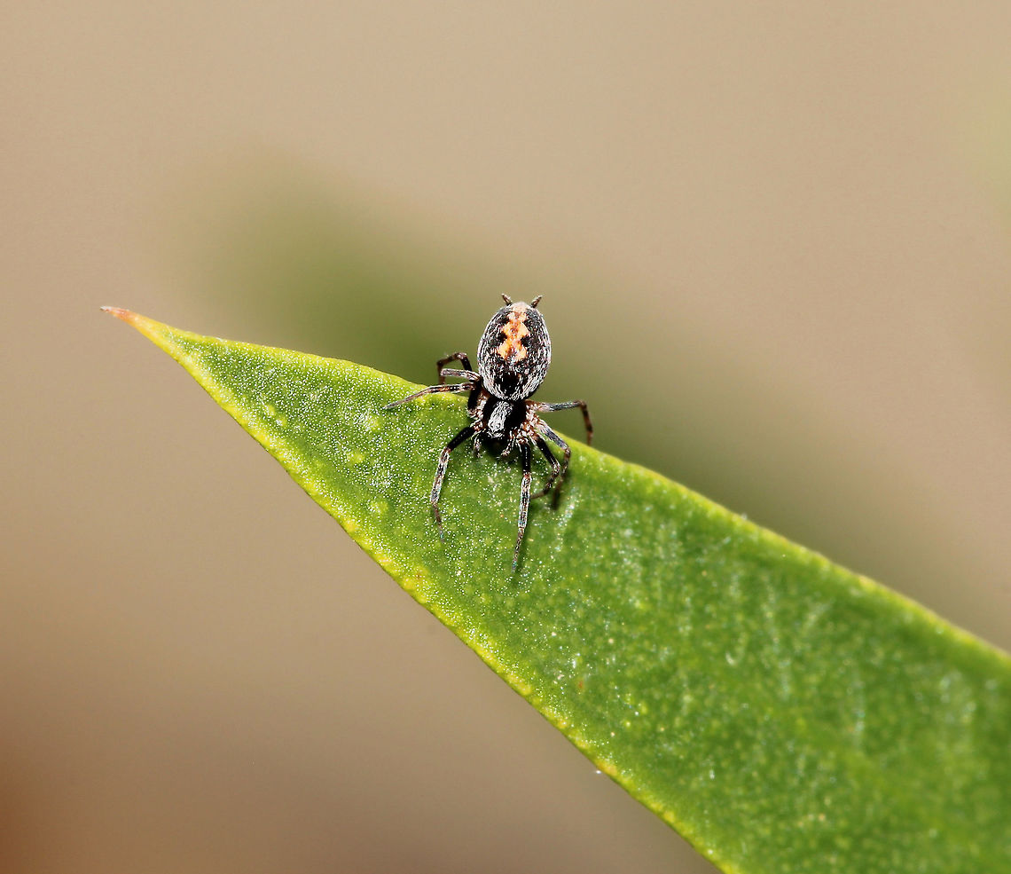 (As yet) unidentified spider Due to its incredibly small size, I am unsure if a juvenile or just a tiny spider species. Was spinning a very small web between foliage and mighty fast it was as well. <br />
<br />
4 mm body length Araneae,Australia,Geotagged,Macro,Spider,Spring,arthropod,invertebrate,new south wales
