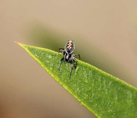 (As yet) unidentified spider Due to its incredibly small size, I am unsure if a juvenile or just a tiny spider species. Was spinning a very small web between foliage and mighty fast it was as well. 

4 mm body length Araneae,Australia,Geotagged,Macro,Spider,Spring,arthropod,invertebrate,new south wales
