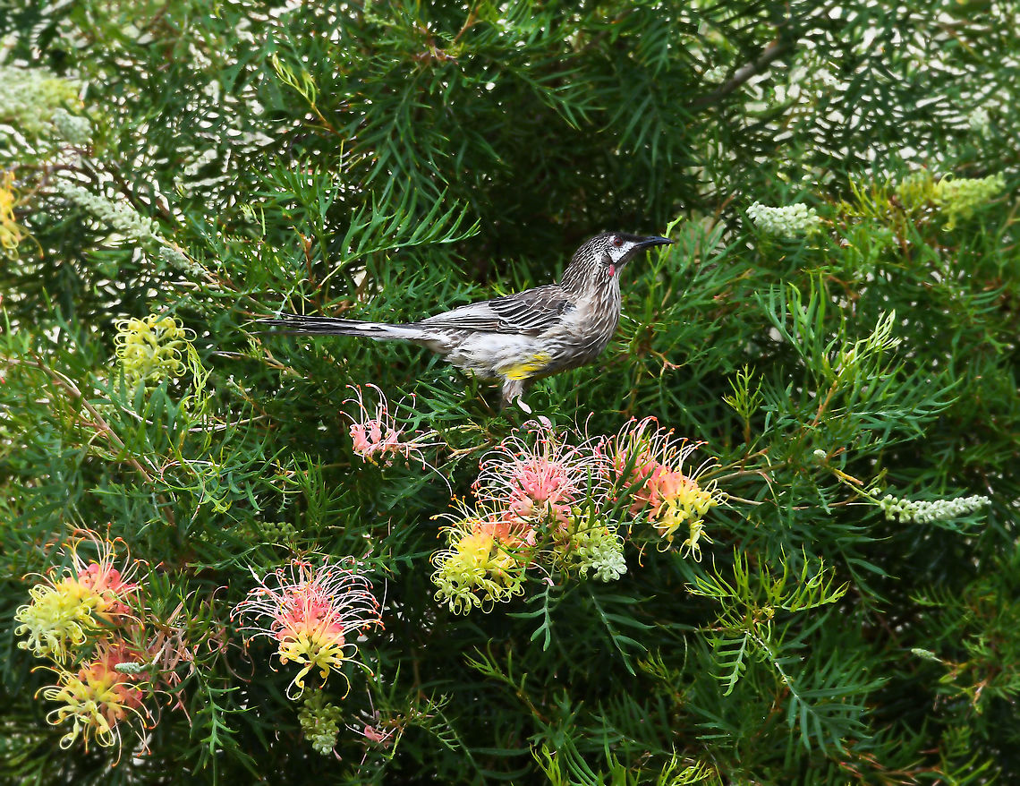 Red Wattlebird on Grevillea A large honeyeater. The common name refers to the fleshy reddish wattle on the side of the neck. Its range extends throughout the southern areas of the Australian mainland. Seen here on grevillea.<br />
<br />
35 cm length Anthochaera carunculata,Australia,Fauna,Geotagged,Grevillea,Meliphagidae,Passeriformes,Proteaceae,Proteales,Red Wattlebird,Red wattlebird,Spring,bird,botany,carunculata,fauna,honeyeater,new south wales,plant,vertebrate