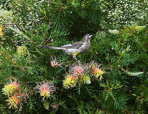 Red Wattlebird on Grevillea A large honeyeater. The common name refers to the fleshy reddish wattle on the side of the neck. Its range extends throughout the southern areas of the Australian mainland. Seen here on grevillea.

35 cm length Anthochaera carunculata,Australia,Fauna,Geotagged,Grevillea,Meliphagidae,Passeriformes,Proteaceae,Proteales,Red Wattlebird,Red wattlebird,Spring,bird,botany,carunculata,fauna,honeyeater,new south wales,plant,vertebrate