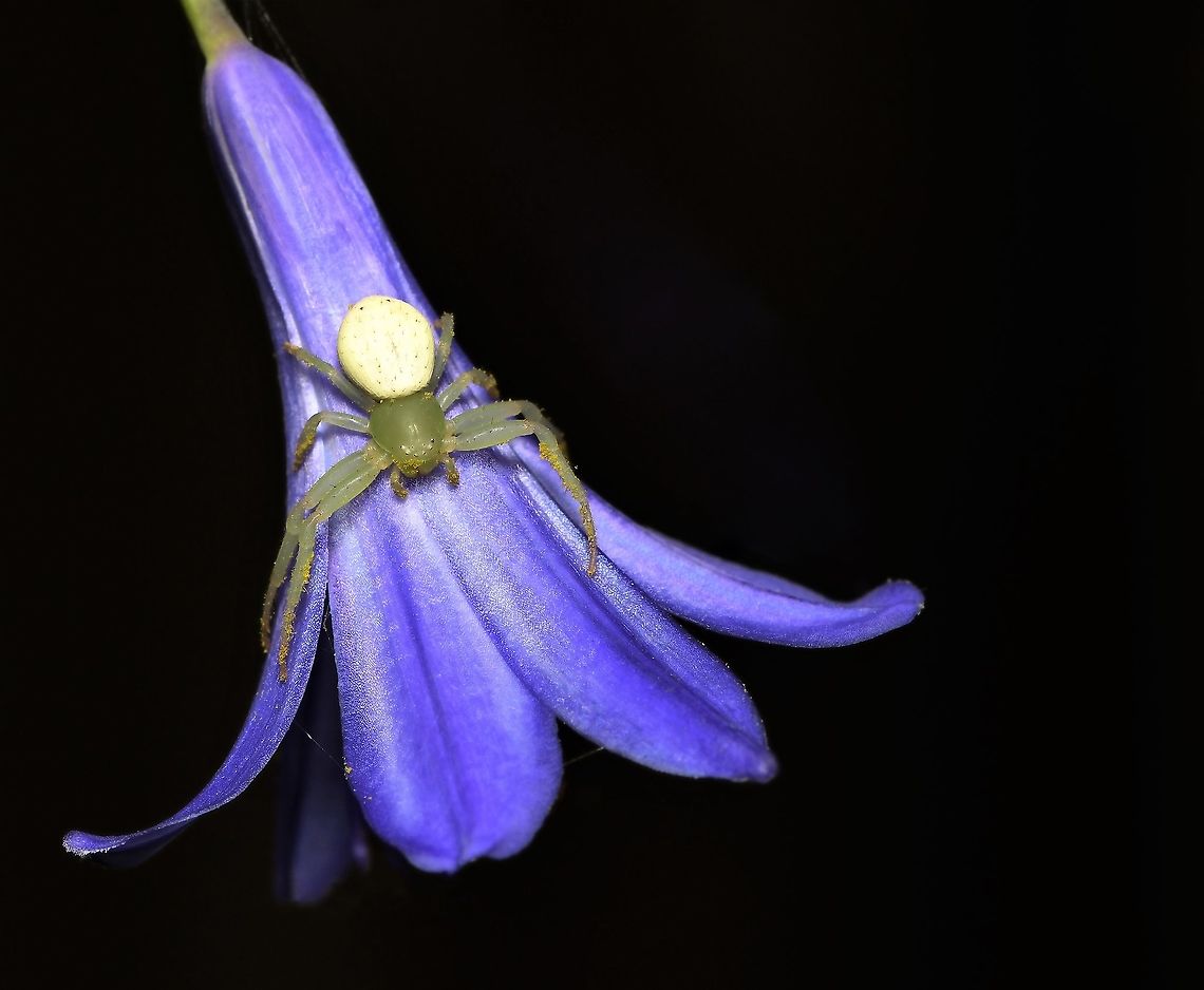 Tharrhalea sp. flower spider Tharrhalea variabilis, Tharrhalea evanida and Tharrhalea multopunctata are impossible to tell apart in the field and even with a microscope, the epigyne is small and faint. <br />
<br />
Until recently this spider was known as a species in genus Diaea but in 2014 was known as a Lehtinelagia species. However, just two years later, and very controversially, the genus was further changed to Tharrhalea.<br />
<br />
Seen here on agapanthus sp. flower. <br />
<br />
Body length 7 mm Araneae,Australia,Crab spider,Flower Spider,Geotagged,Macro,Spring,Tharrhalea,Thomisidae,arachnid,arthropod,fauna,invertebrate,new south wales