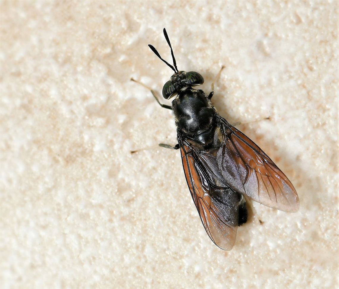 American Soldier fly Native to South America and introduced here. <br />
<br />
Often found around decaying vegetation such as compost heaps - the larvae are used commercially to compost waste or convert the waste into animal feed.<br />
<br />
The American Soldier fly looks like a wasp with black body and dark wings. The lower parts of the legs are white. The eyes appear to have a marked pattern of blue/purple and green. <br />
<br />
15 mm in length<br />
<br />
 American Soldier fly,Australia,Black Soldier fly,Diptera,Geotagged,Hermetia illucens,Macro,Spring,arthropod,fauna,insect,invertebrate,new south wales,stratiomyidae