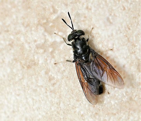 American Soldier fly Native to South America and introduced here. 

Often found around decaying vegetation such as compost heaps - the larvae are used commercially to compost waste or convert the waste into animal feed.

The American Soldier fly looks like a wasp with black body and dark wings. The lower parts of the legs are white. The eyes appear to have a marked pattern of blue/purple and green. 

15 mm in length

 American Soldier fly,Australia,Black Soldier fly,Diptera,Geotagged,Hermetia illucens,Macro,Spring,arthropod,fauna,insect,invertebrate,new south wales,stratiomyidae