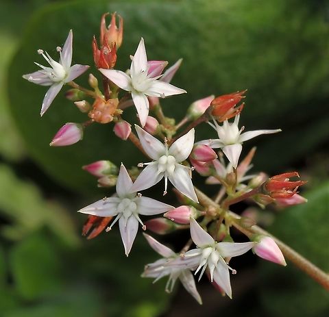 Crassula ovata A tough plant, native to the arid and semi arid regions of Africa. 

Leaves are shiny and smooth and grow in opposing pairs along the thick branches. Evergreen. Under the right conditions, these plants may produce small white or pink, star-like shaped flowers as seen here. The inflorescence stem has a length of 15 mm. The flowers have a diameter of 15 mm.  Australia,Crassula ovata,Crassulaceae,Flora,Geotagged,Jade plant,Macro,Money plant,New South Wales,Saxifragales,Spring,Succulent,botany,flower,plant